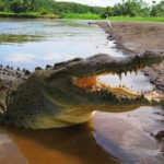 Crocodile Tour 1 346x300 1 150x150