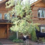 1412268 10152498247969285 963108999536280154 o 150x150