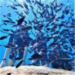 42215697 2103791856362099 5442740066826846208 n 150x150