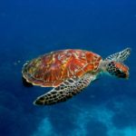 524694 428868250521143 1910823625 n 150x150