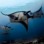 Positive Travel Host Wanua Adventures4 150x150