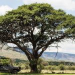 60926536 2459337977451145 6060275605721579520 o 150x150