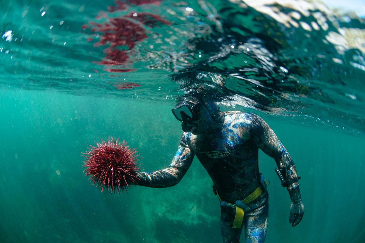 positive host nimmoBay3