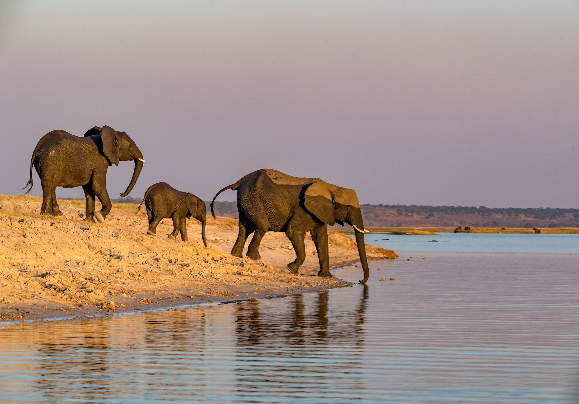 african wildlife EFYDMMW