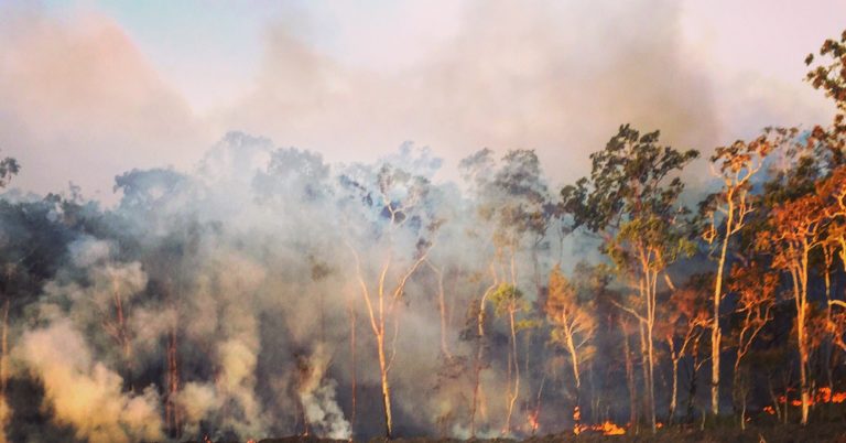 bush fire t20 z9Yvdw 1 768x402
