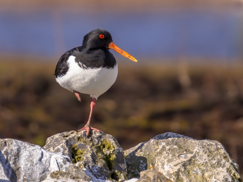 Positive Travel Holland Guide Eurasian oystercatcher on one leg Eurasian oystercatcher (Haematopus ostralegus) also known as the common pied oystercatcher, or palaearctic oystercatcher standing on one leg on a stone