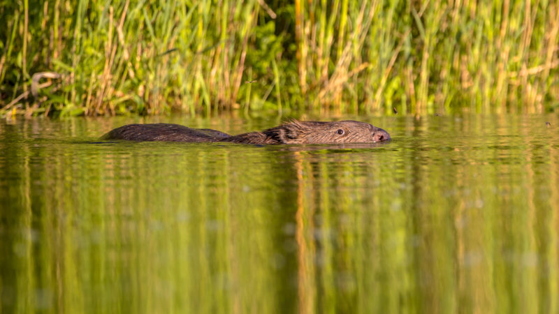 Positive Travel Holland Guide Swimming beaver under beautiful light reflections at sunset in the Biesbosch Netherlands
