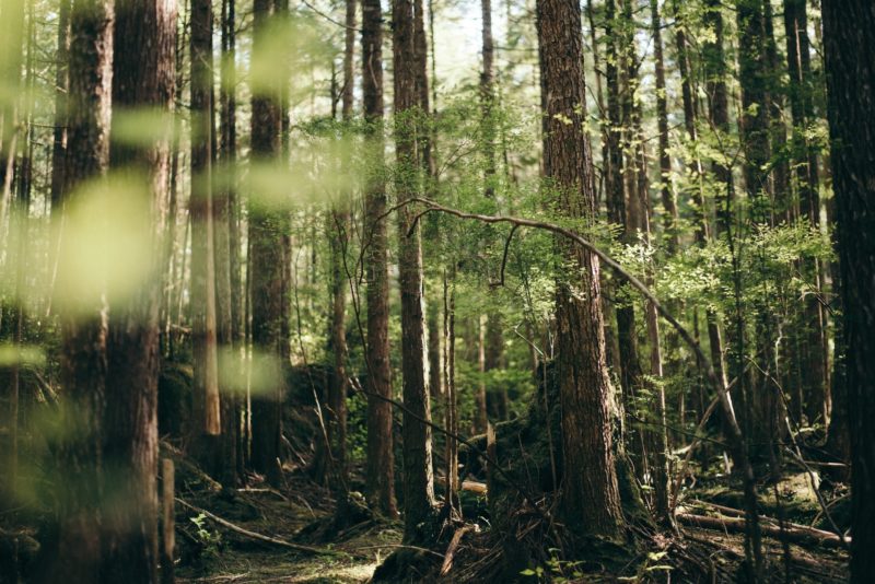 Magical Canadian Summer Forest