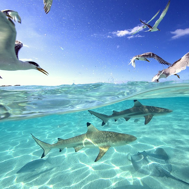 Positive Oceans Great White Shark