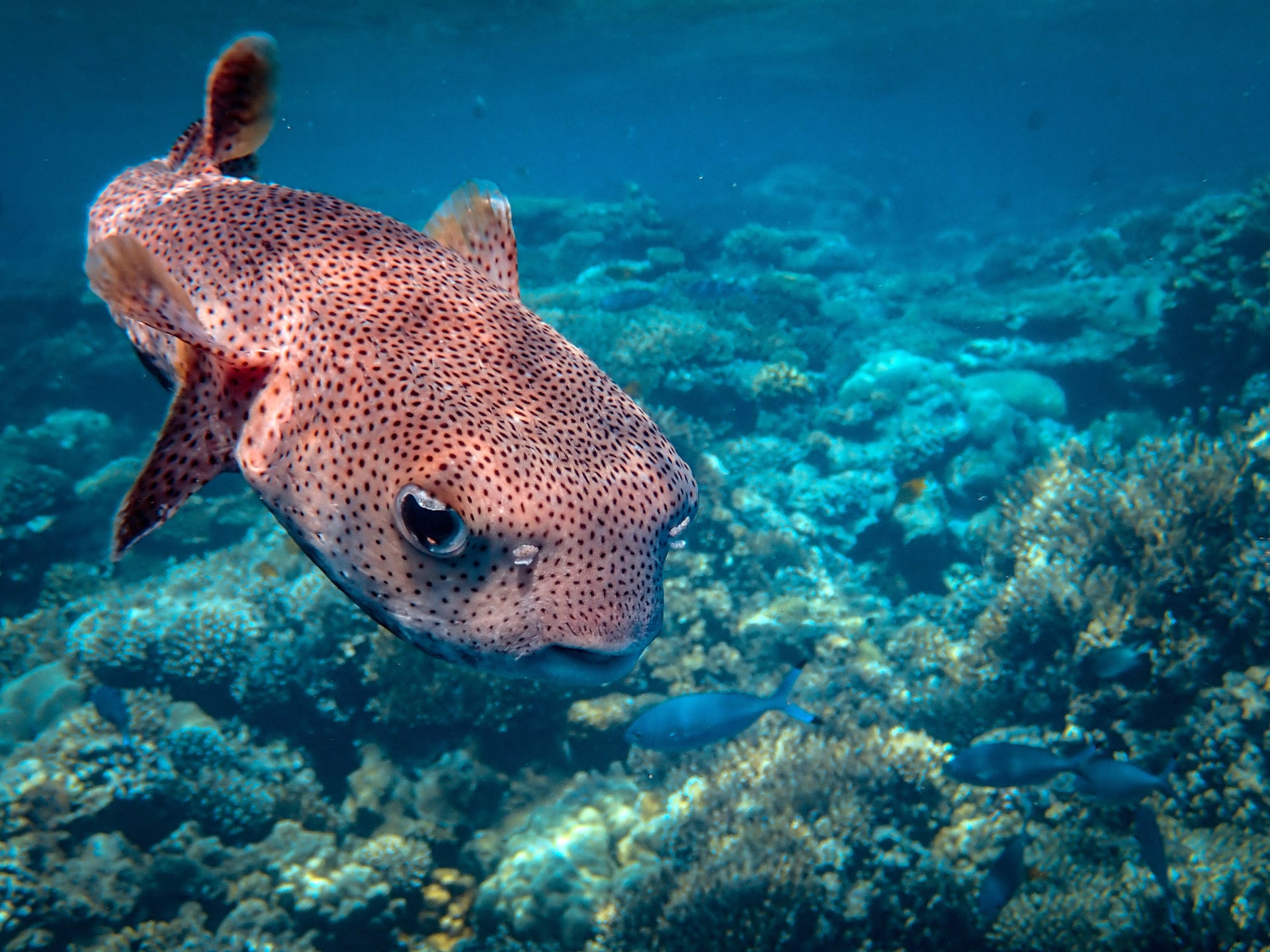 Positive Oceans Puffer Fish in the Sea