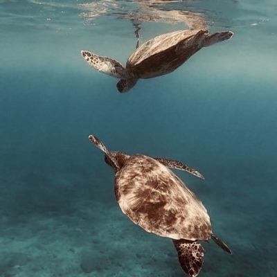 honu-green-sea-maui-hi-2018_t20_gRJx0Y