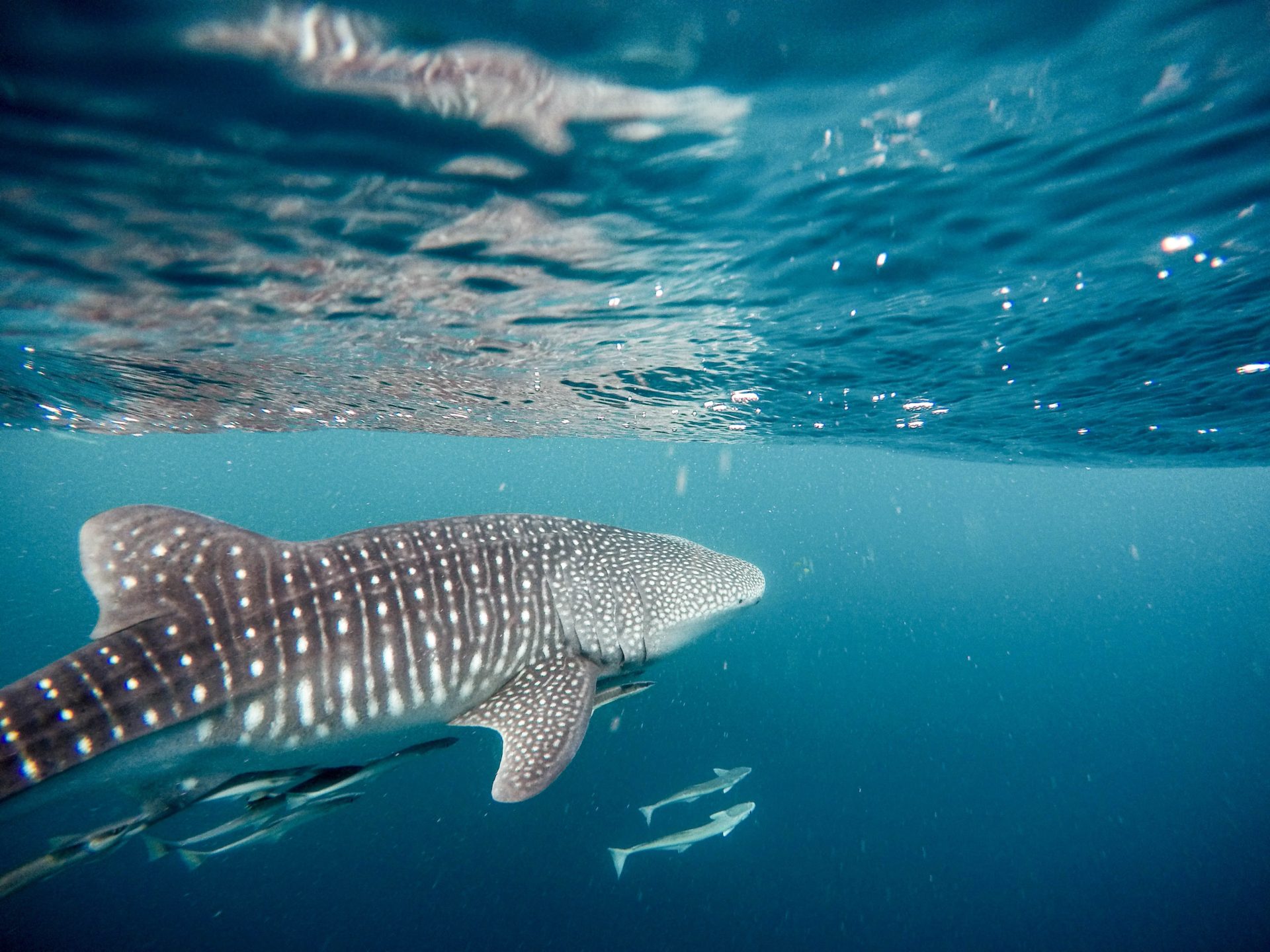 Positive Oceans Whale Shark