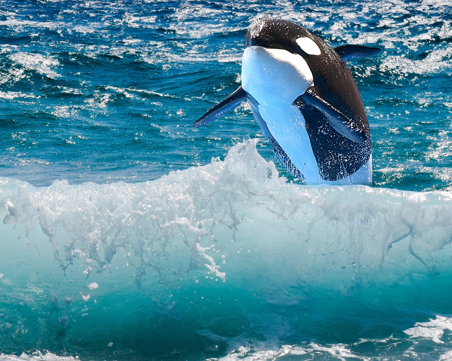 Positive Oceans Killer While more commonly known as Orca