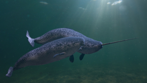 narwhal