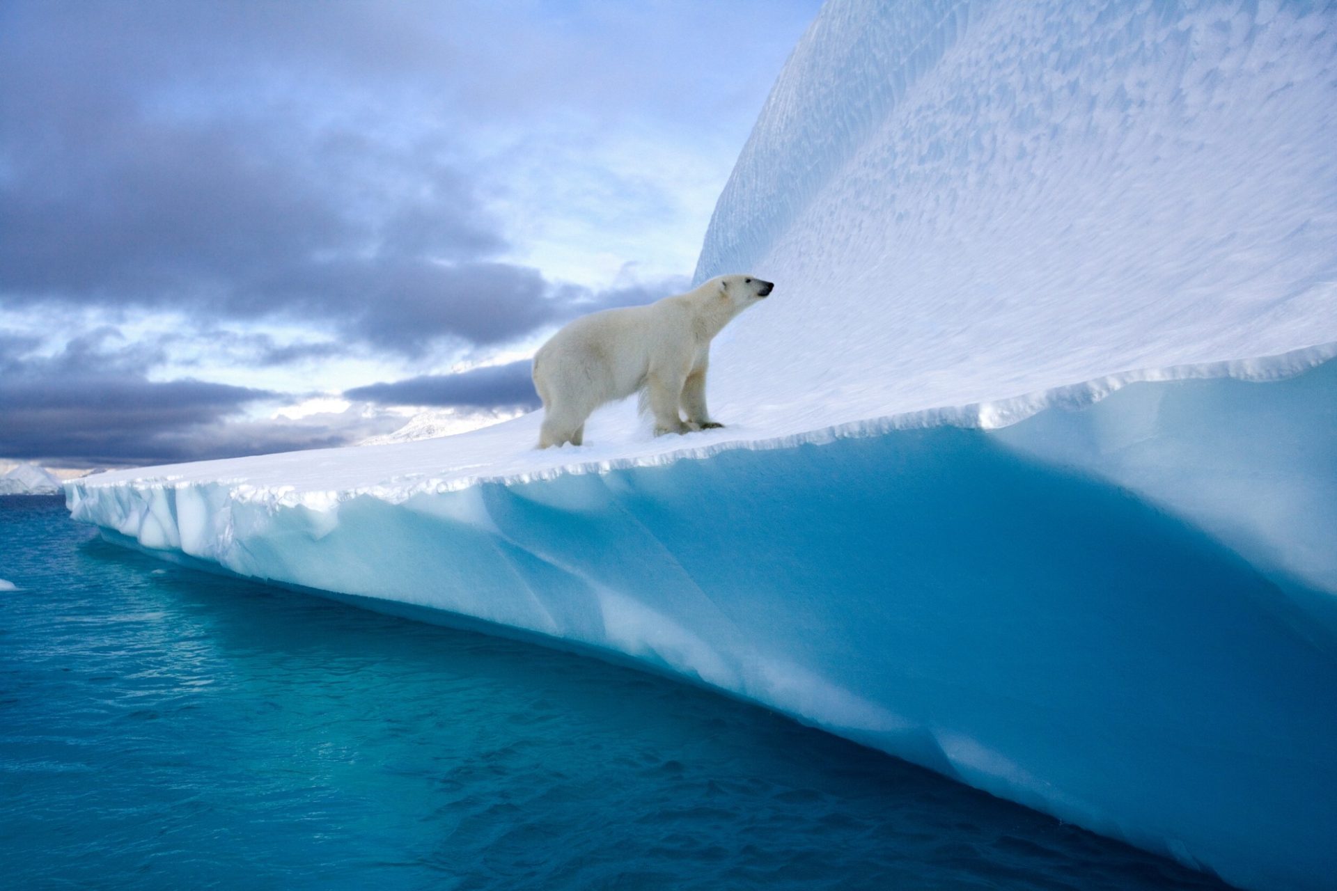 Positive Oceans Polar Bear (Ursus maritimus) on an iceberg in Northwest Fjord in eastern Greenland.