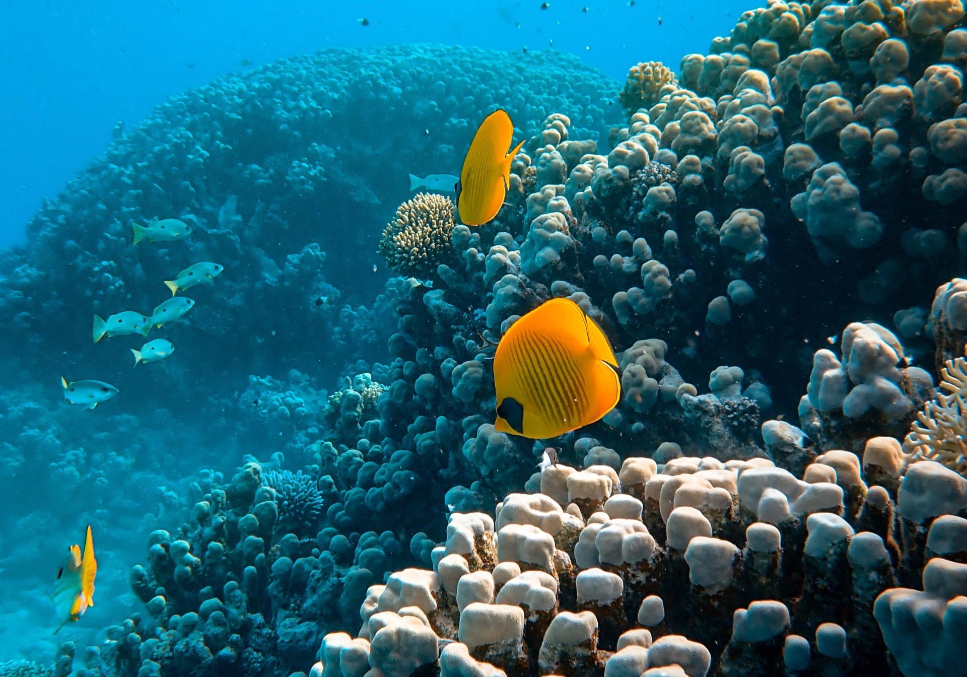 Positive Ocean Angelfish