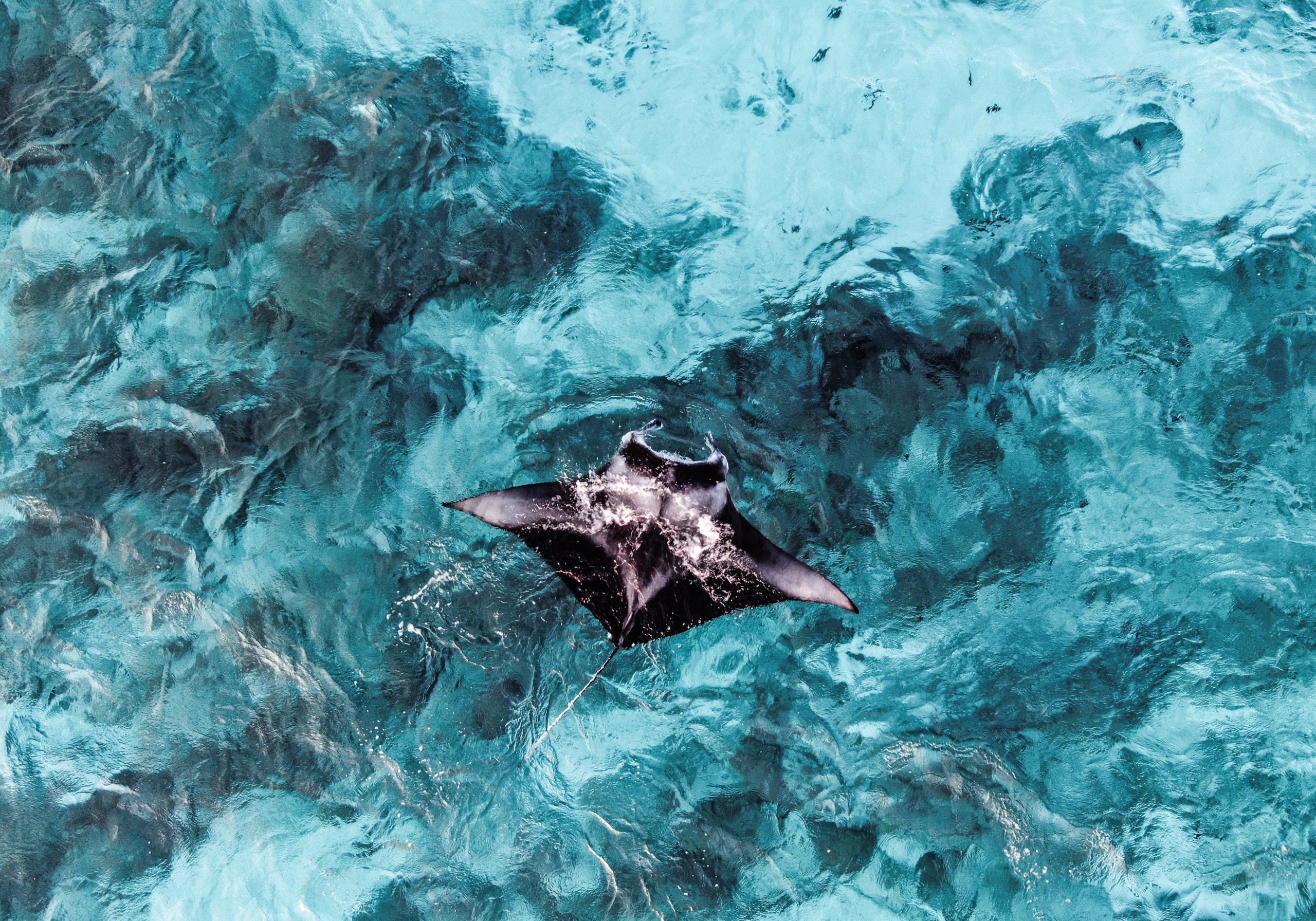 Positive Ocean Manta Ray