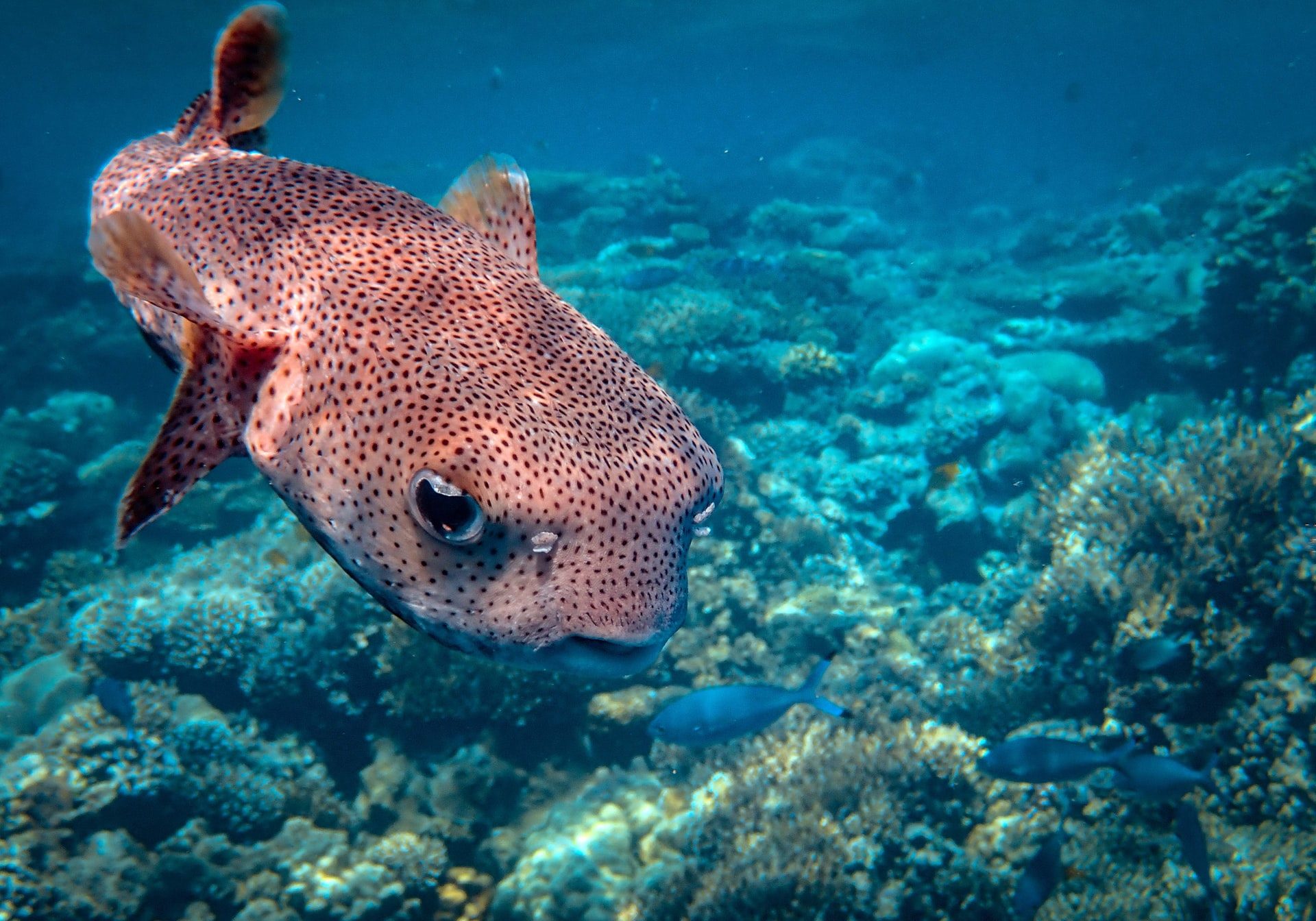 Positive Oceans Puffer Fish in the Sea