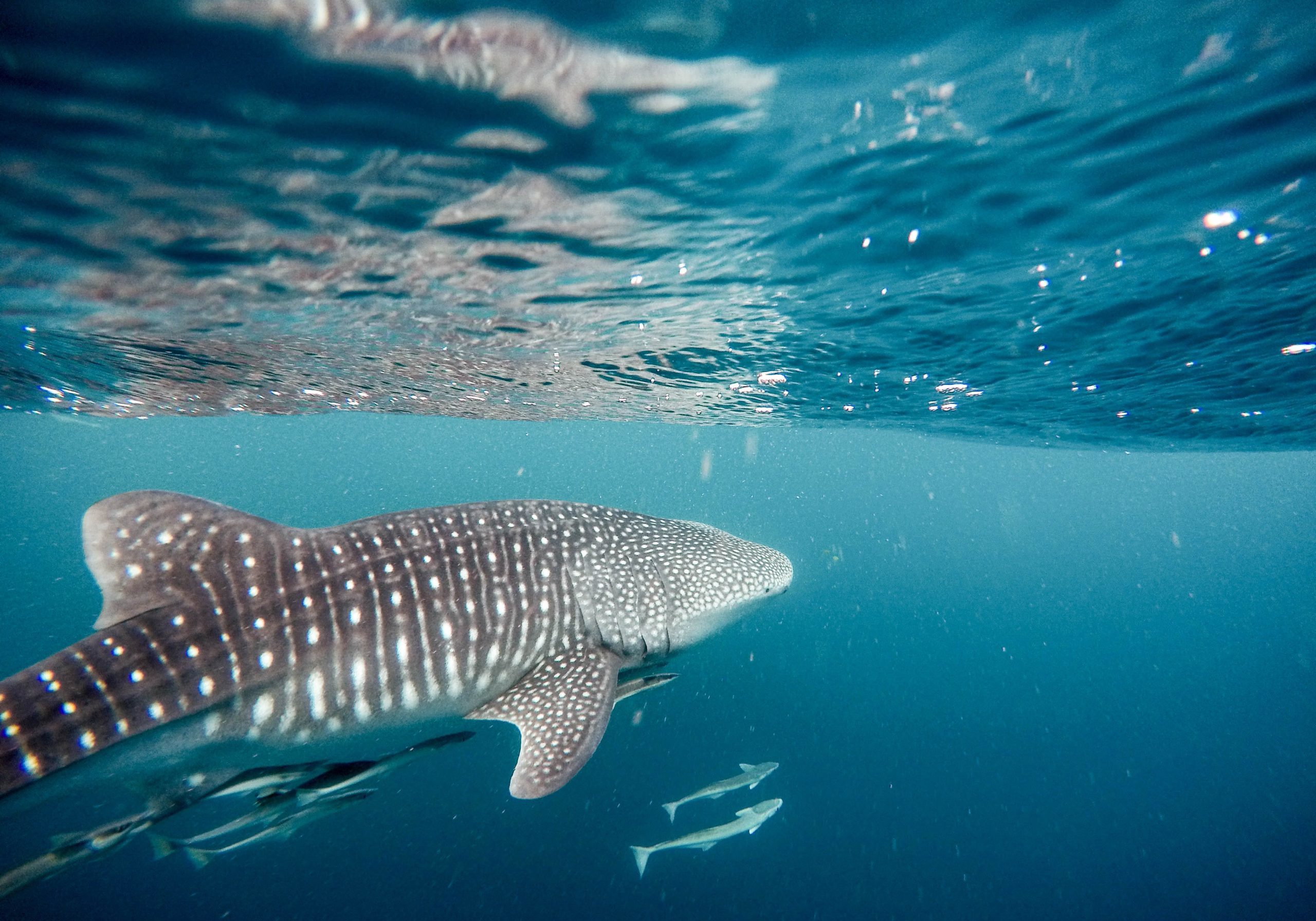 Positive Oceans Whale Shark